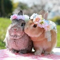 Bunny Lovers(@bunnylovers0) 's Twitter Profile Photo