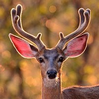 Bones/Izzy 击 💫 (@bonesandbaubles) 's Twitter Profile