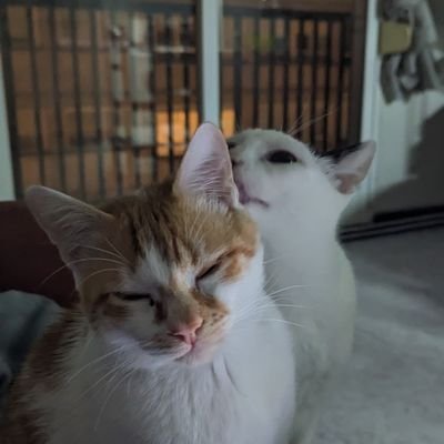 hanryu27's profile picture. Mobile Dev