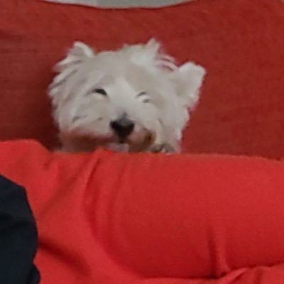 furbo