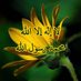 🇶🇦 🇴🇲 🇰🇼 🇸🇦 🇯🇴 khaleel e h h (@khaleel31279842) Twitter profile photo 🇶🇦 🇴🇲 🇰🇼 🇸🇦 🇯🇴 khaleel e h h (@khaleel31279842) Twitter profile photo