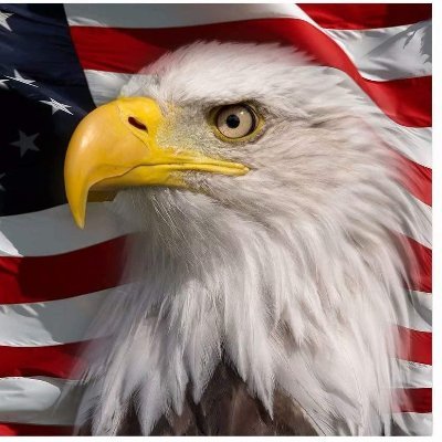 🇺🇸 🇺🇸 🇺🇸 🇺🇸ULTRA-MAGA 🇺🇸  AMERICA FIRST🦅 🇺🇸 TRUMP WON!!🇺🇸  #Patriot  #Trump  🇺🇸 🇺🇸 🇺🇸 🇺🇸 🇺🇸 🇺🇸