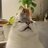 qisooe's profile image