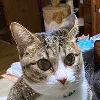 Nishio Reo (@reo_manipulator) 's Twitter Profile