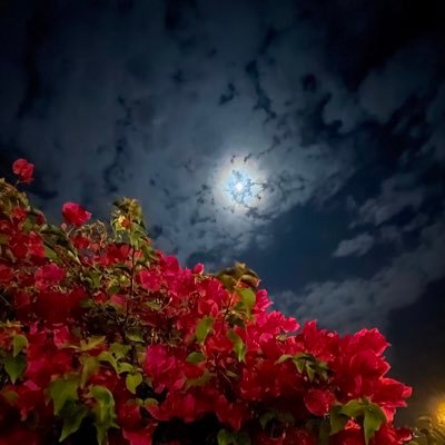 al3amri881's profile picture. 