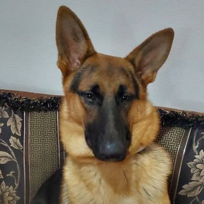 Ernesto20303803's profile picture. 