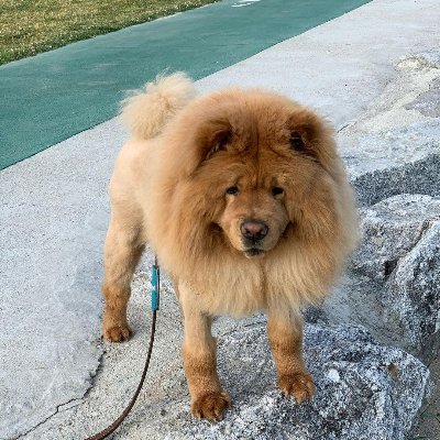 Rosemary20_3's profile picture. The meaning of travel is the unexpected encounters that happen along the way.