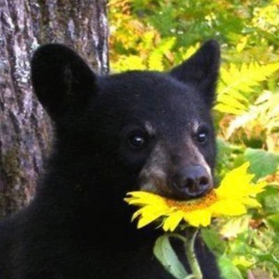 mychemicalhater's profile picture. bye, me fui.