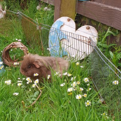 QuartzDragon03's profile picture. IM BACK