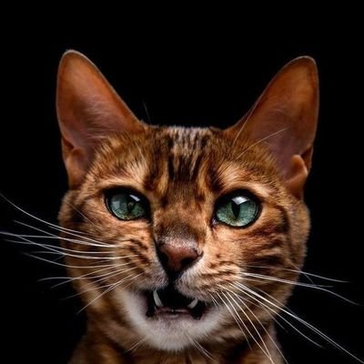 TheCarManiac's profile picture. Just beautiful women