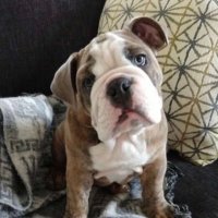 Elliot the Bulldog (@mtezak90) 's Twitter Profile