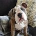 Elliot the Bulldog (@mtezak90) Twitter profile photo Elliot the Bulldog (@mtezak90) Twitter profile photo