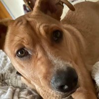 Crockett The Pitbull Mix (@crockettthepit) 's Twitter Profile