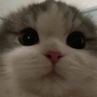 HiddenT1810 (@hiddent1810) 's Twitter Profile