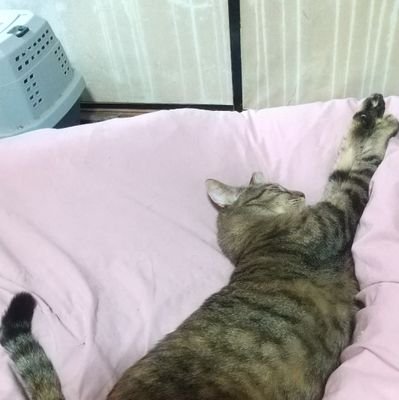 iitomo429's profile picture. 楽しい事大好き呟くぞー🎵(^o^ゞ身体に問題起きた方エトセトラ、暗いことぼやくんじゃなくて笑って話そうよ🎵(^3^)/わらっちまうこと有るでしょ？皆で笑おうよ🎵(^3^)/