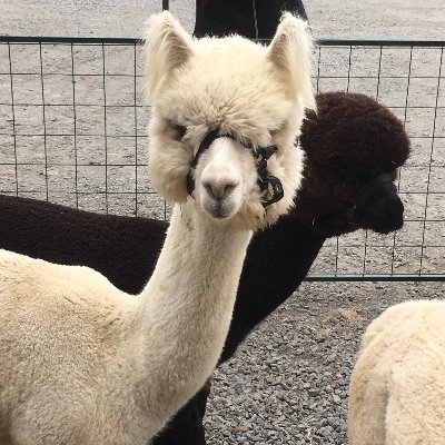 tourguidetips's profile picture. "Traveling—it leaves you speechless, then turns you into a storyteller"
 Ibn Battuta 1304 -1369