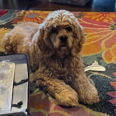 SusanMary28's profile picture. Food obsessed girl who Loves everyone. Enjoys barking and following her mom everywhere. Loves to snuggle. Hates baths and being combed! Rescued in 2016