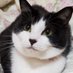 サボテン☆猫飼い🐈⬛🐈🐈🥶 (@meipurusamada) Twitter profile photo サボテン☆猫飼い🐈⬛🐈🐈🥶 (@meipurusamada) Twitter profile photo