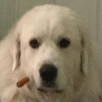BOOTLEG NEWZ (@bootleg_newz) 's Twitter Profile Photo BOOTLEG NEWZ (@bootleg_newz) 's Twitter Profile Photo