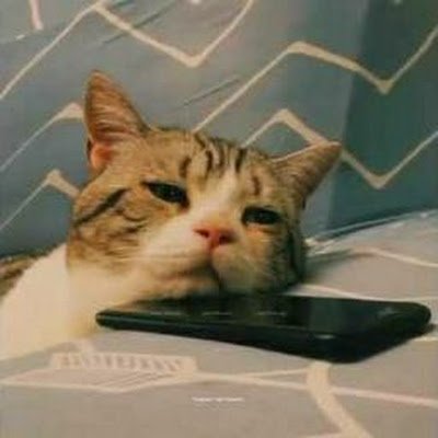 BleepbloopCat's profile picture. 