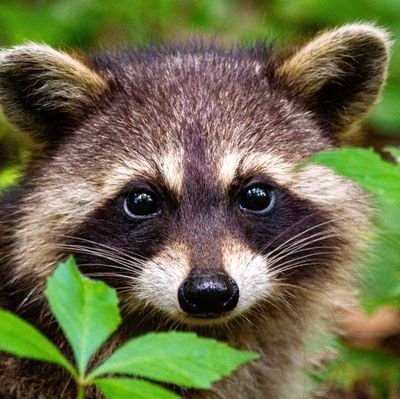 🥰Wellcome to #Raccoon lover
We Share  Raccoon Contents 
Follow us @raccoonlovers1