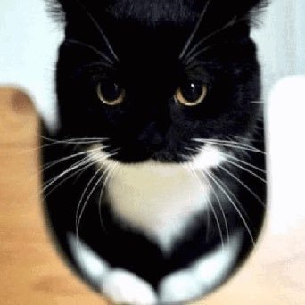 Wolf2897431967's profile picture. BALLZ