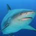 Bullshark (@bullshark_2012) Twitter profile photo Bullshark (@bullshark_2012) Twitter profile photo