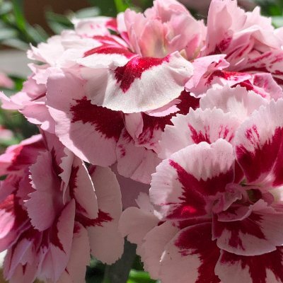 FiliBetty's profile picture. 