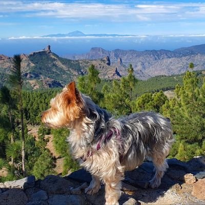 el barón morado 🔻