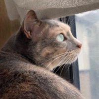 志才@赤黒F乗り (@gi_shisai) 's Twitter Profile Photo