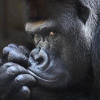 Zilveren Rug. 🦍 (@peuplue) 's Twitter Profile