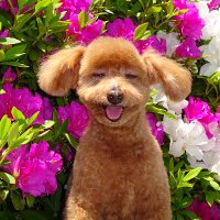 🌈頑張る高齢犬！ロッキー🌈(@senior_dog_2023) 's Twitter Profile Photo