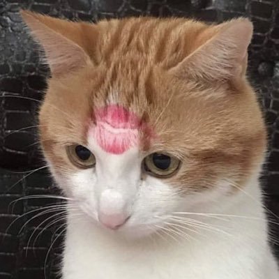 imNACHOim_126's profile picture. 진한 빨강 꽃말은 널 사랑한단 것 온 몸에 피가 나도 널 안고싶어