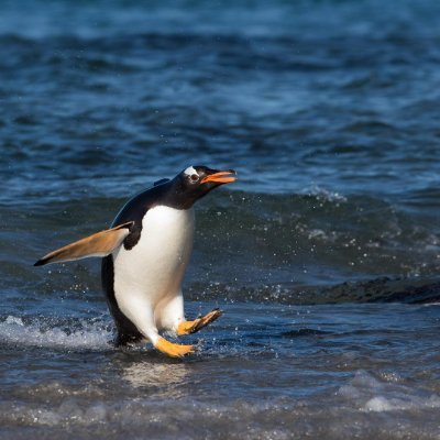 Welcome to @penguin_lovers_ 
We share daily #Penguin contents
Follow us if you really  love penguin