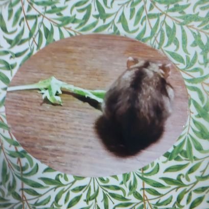 jpvNBSf9evfSA7t's profile picture. ハムスターが好きです
成人済み（20↑）