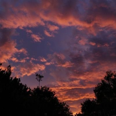 tani_qua's profile picture. 