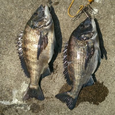 東京湾各所で釣りをしています🎣 メインは黒鯛等の海釣りです🎣 都内在住。保護猫飼っています🐱 副業勧誘❌ 出会い系サイトサクラ業者❌ エロ裏垢誘導❌ 見付け次第通報します！