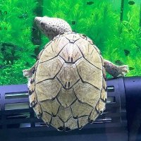 pochipo_hachu🐢🦎 (@pochipo_hachu) 's Twitter Profile