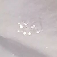 初雪羽飛 (@hatsyukitsubasa) 's Twitter Profile Photo