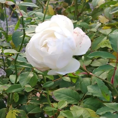 asta_th's profile picture. ドラマとかの感想+α。朝ドラとか大河とかEテレとか。not for meな朝ドラは呟きません。反○会な方は🧱します。ネット上のコタツ記事への感想ポストの使用は禁止しています。