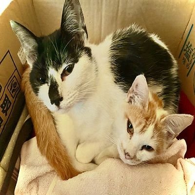 我が家の田植え機に突如住み着いてしまった猫たち、しろとくろの日常をつぶやいています。しろ♂食いしん坊。くろ♀暴れん坊。誕生日ですが、だいたい２０２２年７月頃生まれらしいので７月７日にしました。いろんな方と繋がりたいのでフォローは、気軽にして下さい！すいませんがいいね👍は、ある程度セーブしながらしています🙇‍♂️