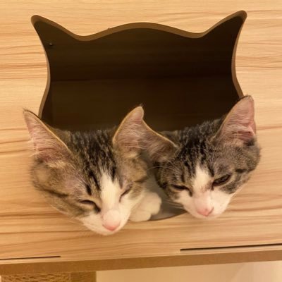 初めて猫を飼ってみたいけど知識ゼロ 先輩方色々教えて下さい🙏 無言フォローすいません💦 #猫初心者 #ねこ飼うために引っ越し ＃先輩ねこと繋がりたい #猫好きさんと繋がりたい