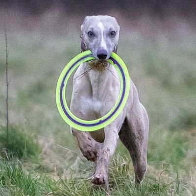 welcome to @whippetlovers86
we share daily #whippets contents,
Follow us if you really love whippet.
