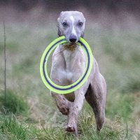 whippet lovers gang (@whippetlovers86) 's Twitter Profile