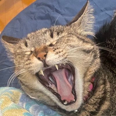 Frustration_rc's profile picture. たなか