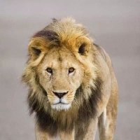 joe (@banofrans) 's Twitter Profile Photo