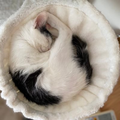 grenyann's profile picture. 猫好きのアカウントです。医学部受験から遠い世界に来てしまい、いまではネコのお世話を始めました😊