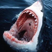 Scary Underwater(@WaterlsScary) 's Twitter Profile Photo Scary Underwater(@WaterlsScary) 's Twitter Profile Photo
