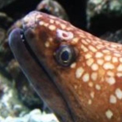 sP4Rkz7z's profile picture. Från ålaboden till Feskekörka