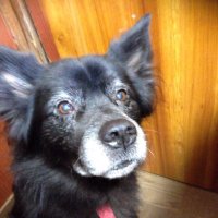 ゴリオ (@gorio_dog) 's Twitter Profile